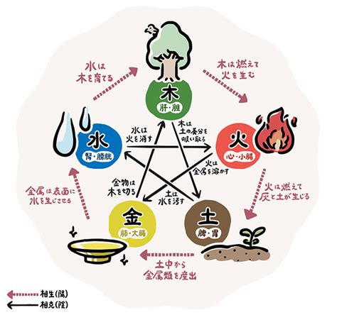 五行 皮膚|漢方の物差し「陰陽五行説」とは